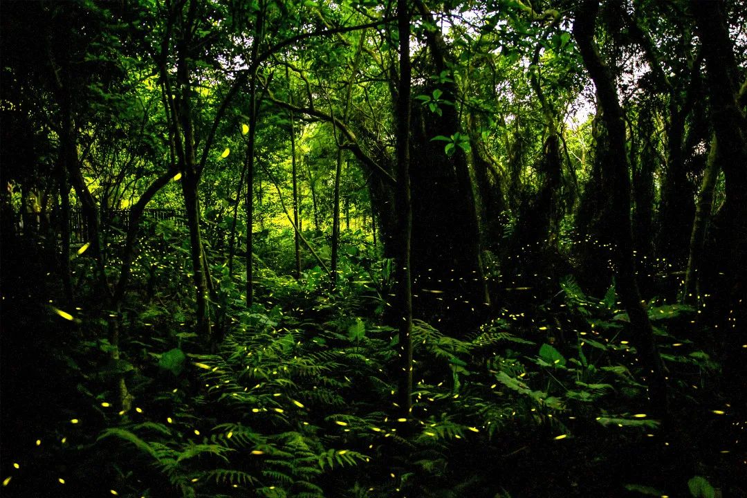 亮了世界环境日的夏夜东莞也有萤火虫的光