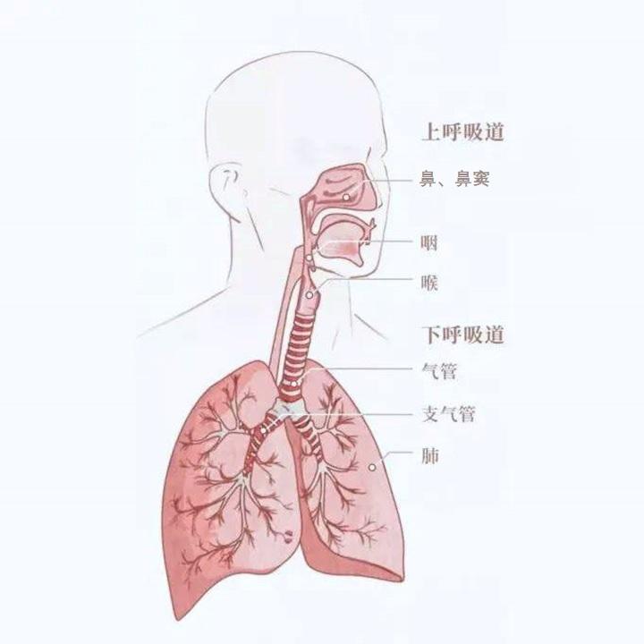 仁济科普2022世界过敏周上呼吸道过敏对哮喘的影响