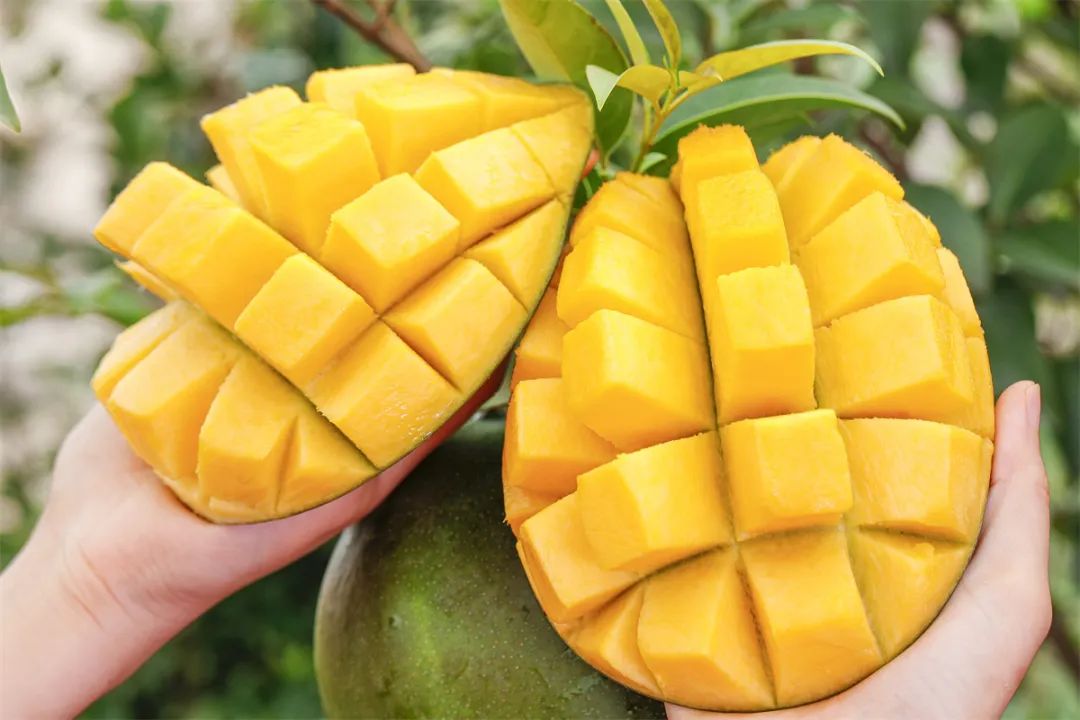 乘中老铁路动车游元江金芒果文化旅游节