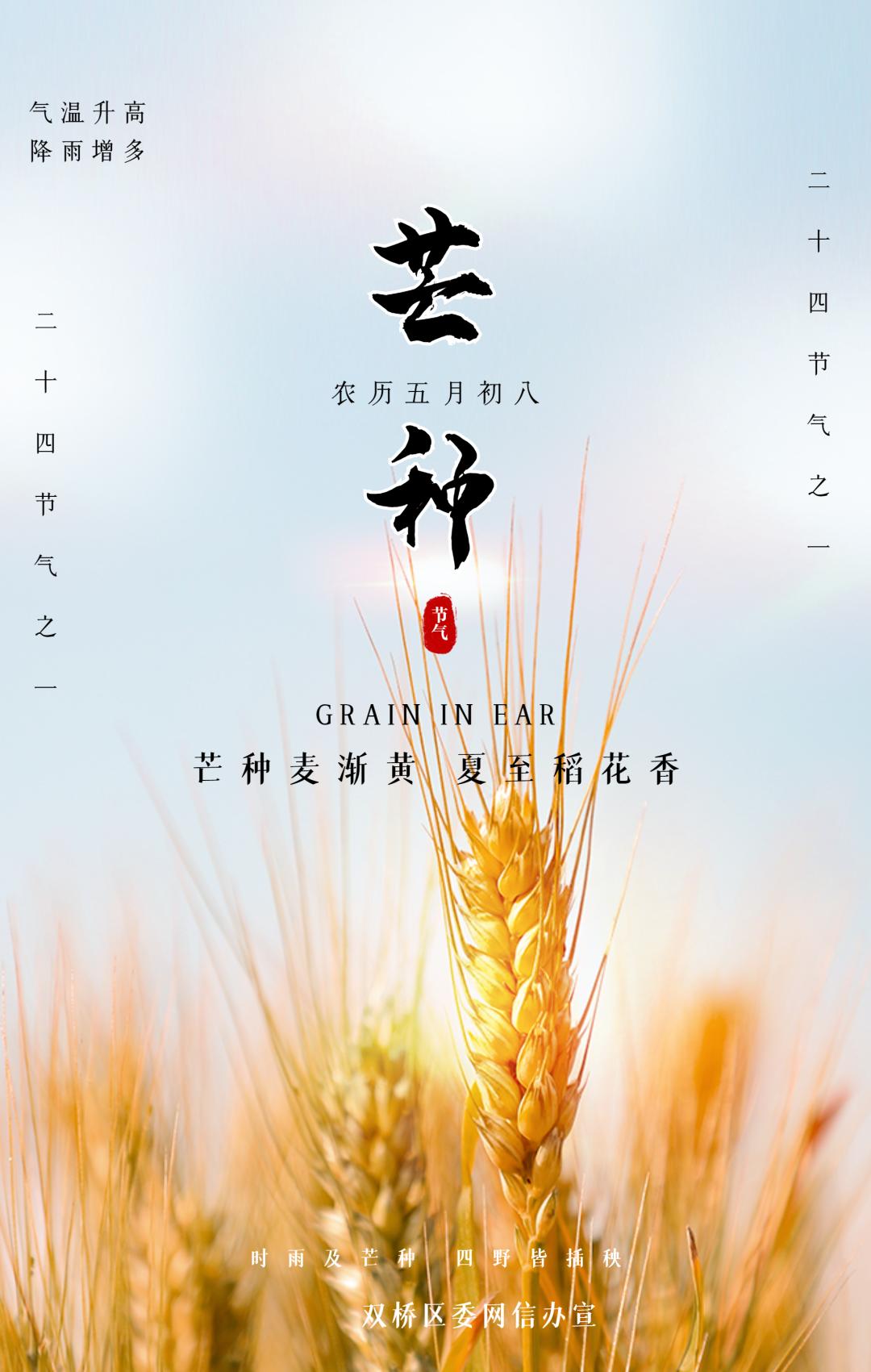 二十四节气海报今日芒种