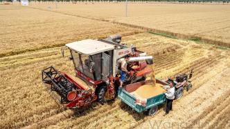 “豫北粮仓”滑县：181万亩小麦喜获丰收，“开镰”收割了