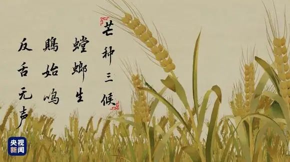 芒种三候:一候螳螂生,二候鵙(jú)始鸣,三候反舌无声.