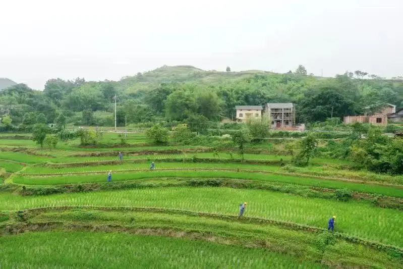 电力烤出花椒香大盛村美民富产业兴