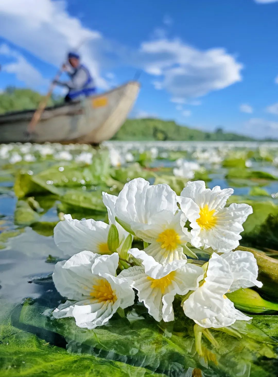 大美中国大理洱海水上花开绝美