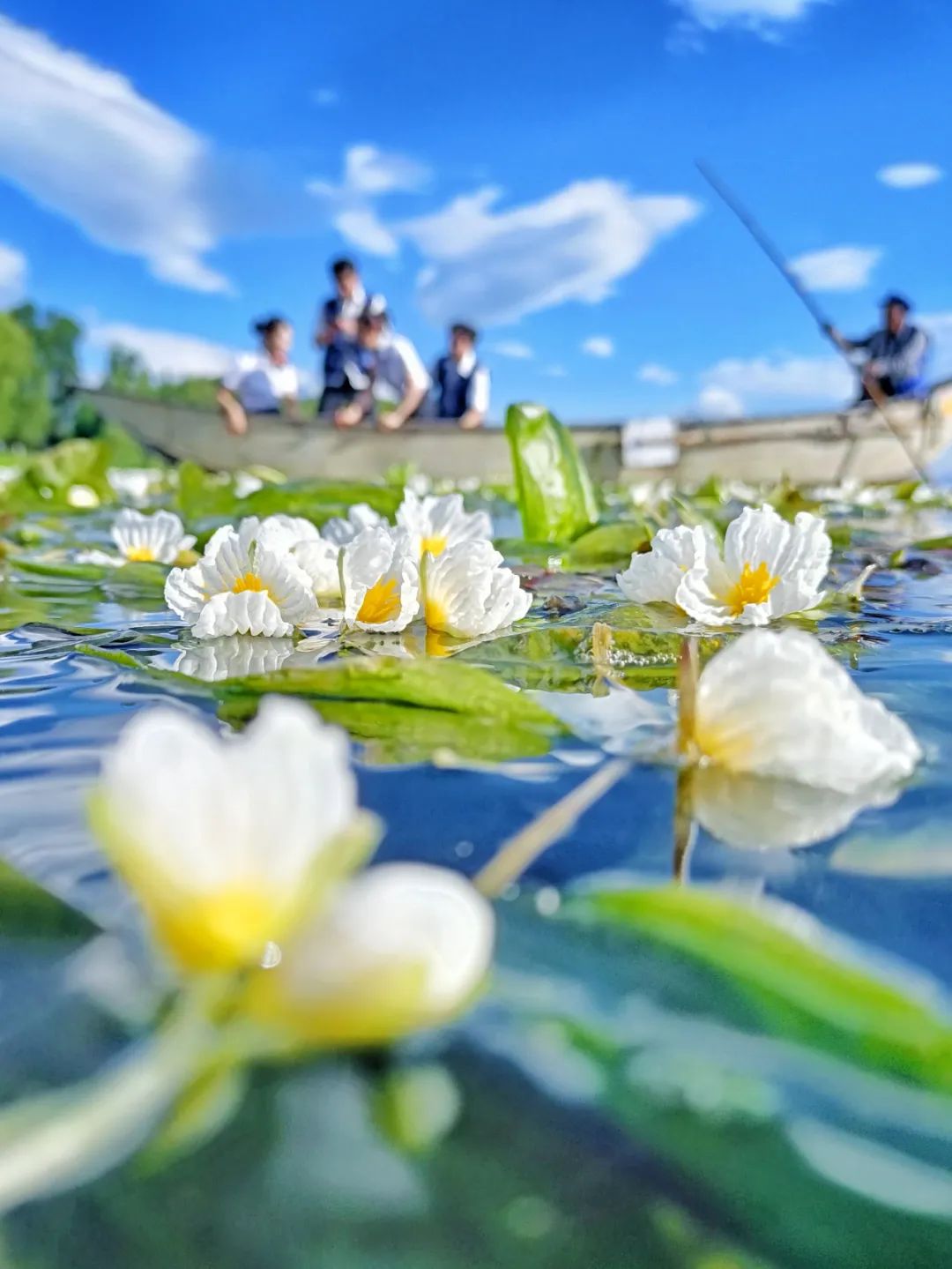 大美中国大理洱海水上花开绝美