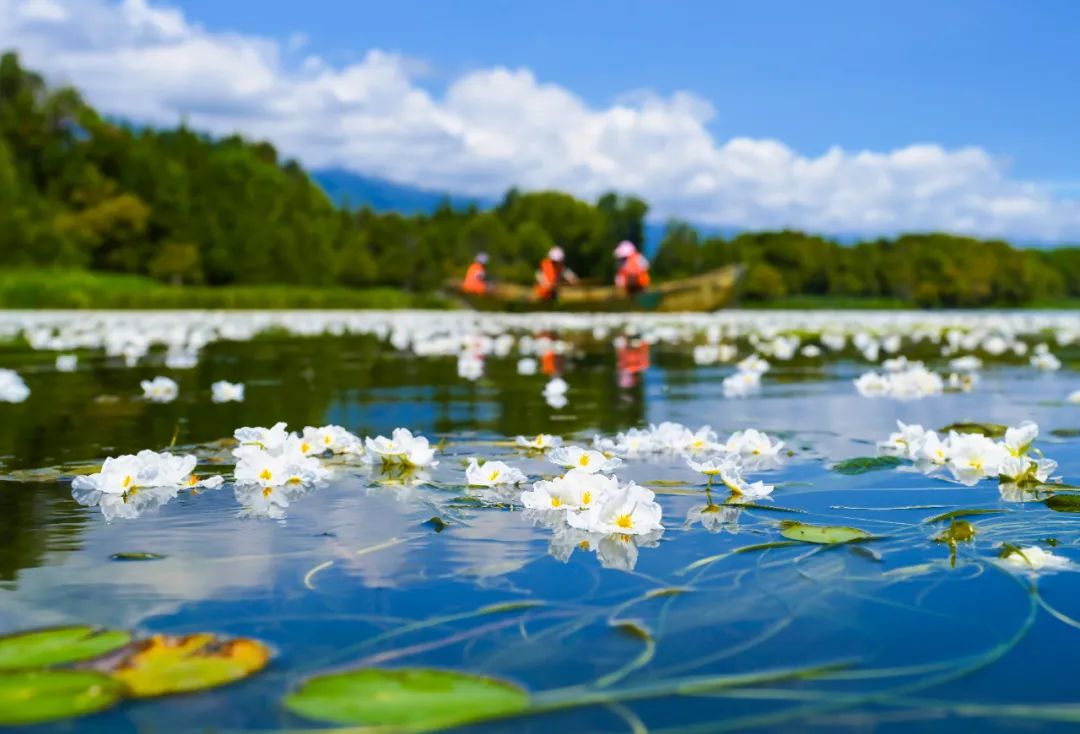 大美中国大理洱海水上花开绝美