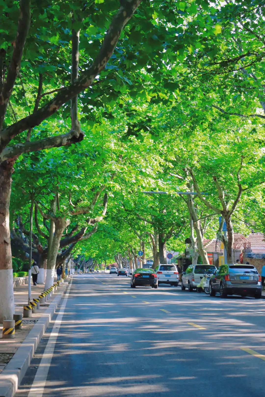 青岛这些绝美空调路绿了夏天