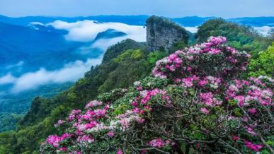 赏光雾杜鹃赞巴中市花第十届四川光雾山杜鹃花节摄影大赛获奖作品公示
