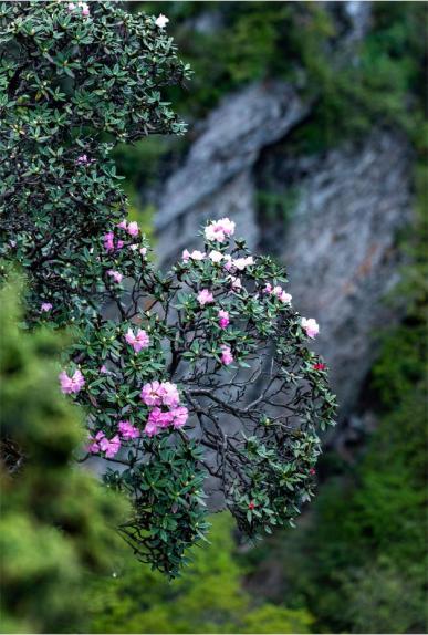 赏光雾杜鹃赞巴中市花第十届四川光雾山杜鹃花节摄影大赛获奖作品公示