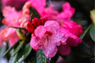 赏光雾杜鹃赞巴中市花第十届四川光雾山杜鹃花节摄影大赛获奖作品公示