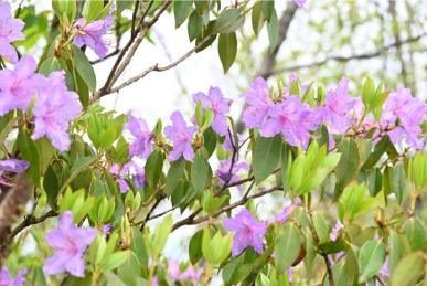 赏光雾杜鹃赞巴中市花第十届四川光雾山杜鹃花节摄影大赛获奖作品公示