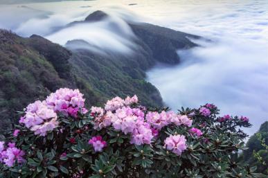 赏光雾杜鹃赞巴中市花第十届四川光雾山杜鹃花节摄影大赛获奖作品公示