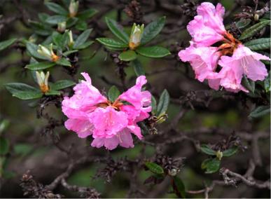 赏光雾杜鹃赞巴中市花第十届四川光雾山杜鹃花节摄影大赛获奖作品公示