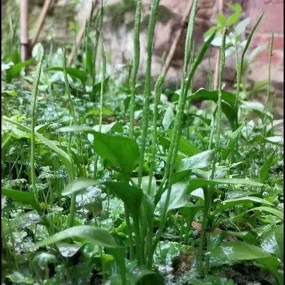 小儿疳积的治疗。群众常常使用一支箭来炖汤，以期达到清热解毒的功效。