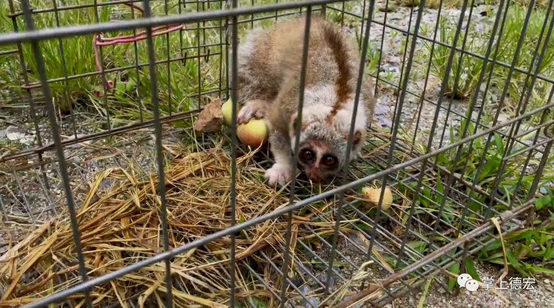 德宏一村民家中跑进一只牢底坐穿兽