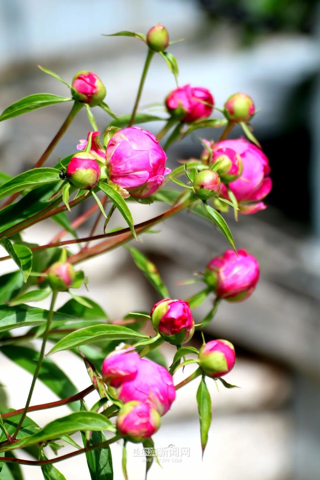 儿童公园芍药园进入最美花季不同品种接力绽放花期长达20天