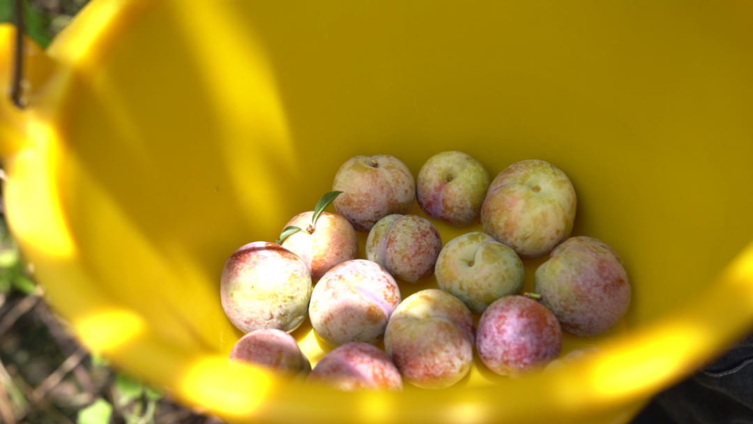西瓜李子快来肇庆这里尝夏天的第一口甜