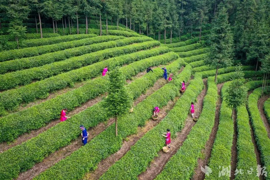 一年300多名外出务工村民选择返乡宜昌长阳青岗坪村见闻