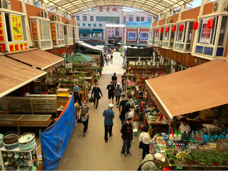 全力以"复" | 重温鸟语花香!上海市区最大花鸟市场今起复市