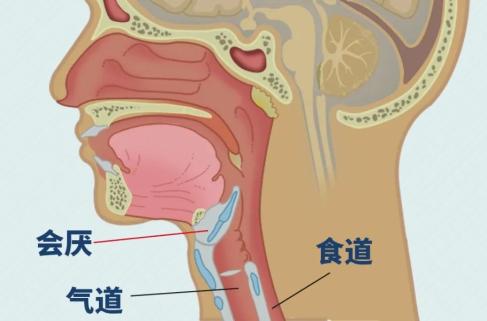 當我們喝下一口水或者吞下一口食物的時候,下頜,雙唇,舌,軟顎,咽喉