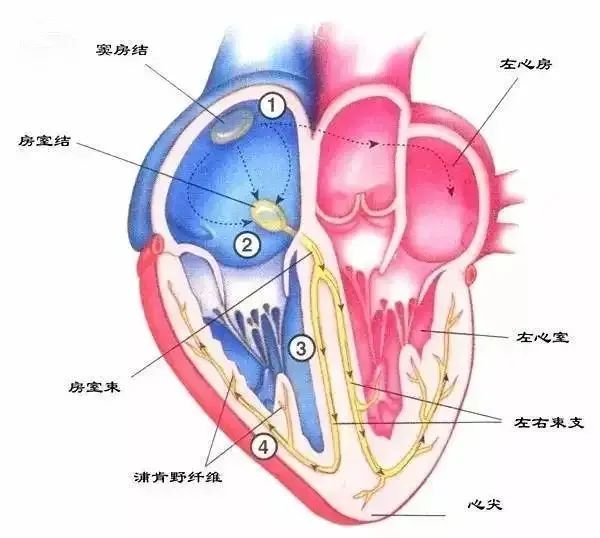 正常人心脏只有一个中转站