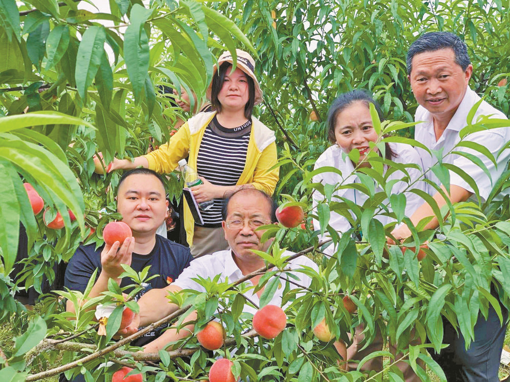 威遠小河鎮胭脂脆桃掛滿枝拓寬果農增收路