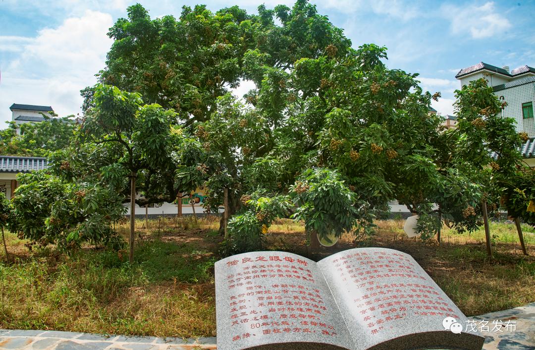 储良村的南蛇山有一野生龙眼树,后当地一莫氏农户发现,采用圈枝的方法