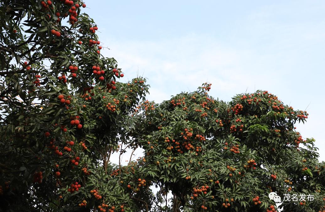 荔香飘海外跨境电商助力茂名荔枝出圈