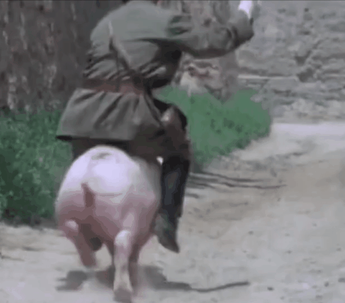 究竟有多少日本猛男在猪背上被颠出脑震荡