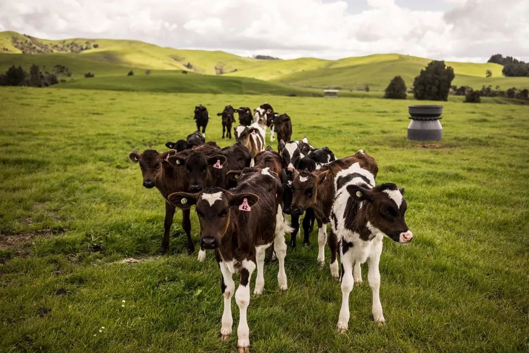 据路透社消息,当地时间6月8日,新西兰公布了一项对农业碳排放进行收费