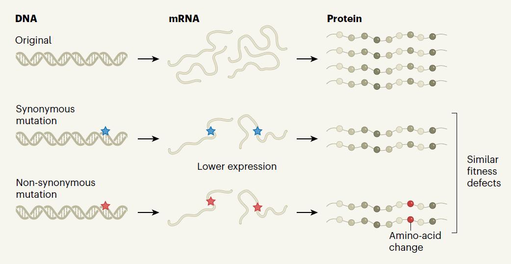 颠覆半个世纪的观点张建之团队发现即使不改变蛋白质序列的同义突变也