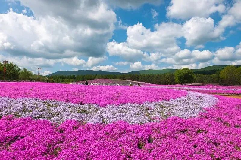 【迎旅发】摄影协会芝樱花海采风图集_澎湃号·媒体