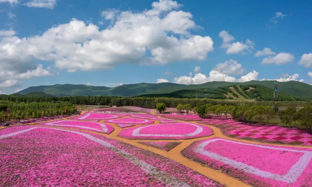 【迎旅发】摄影协会芝樱花海采风图集