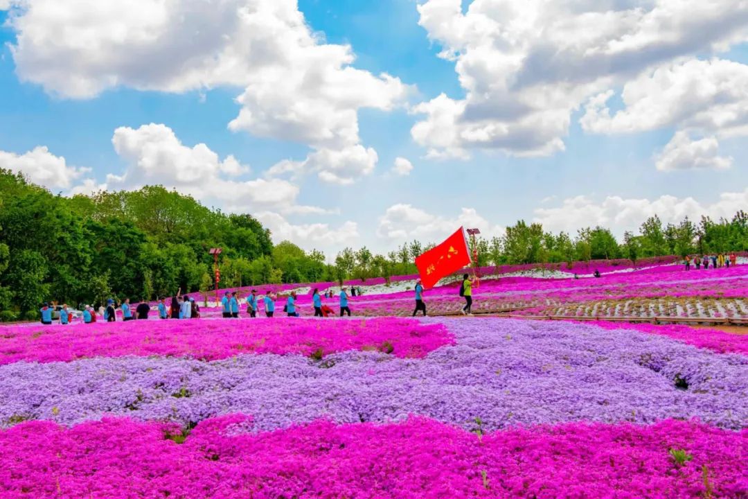 【迎旅发】摄影协会芝樱花海采风图集_澎湃号·媒体