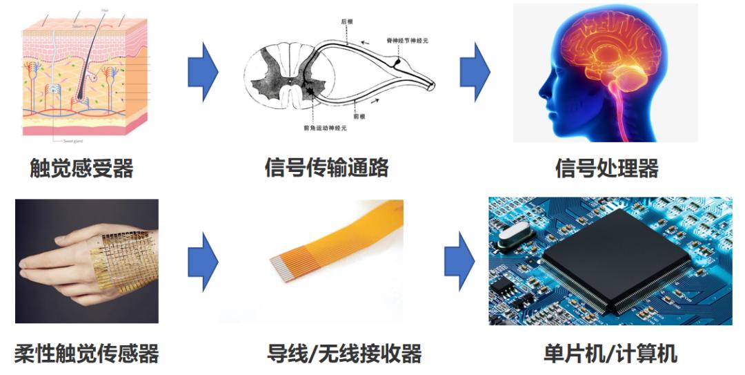 和皮膚對應的是柔性觸覺傳感器,和信號傳輸通路神經對應的是導線或者