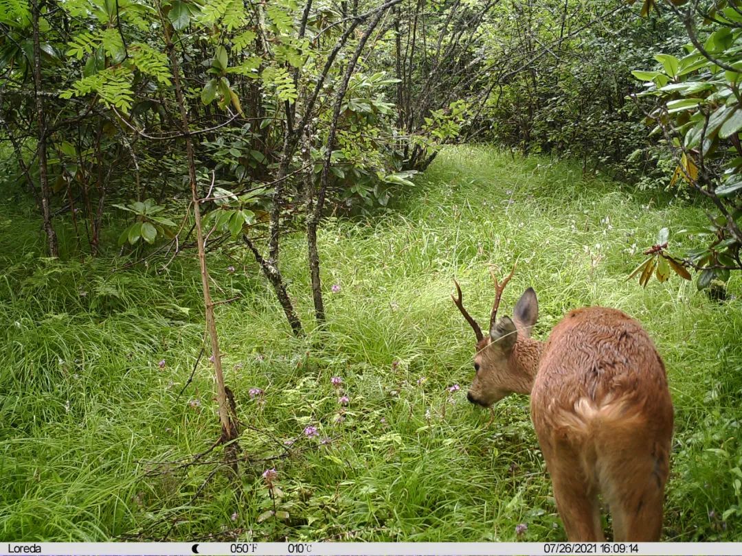 黃龍自然保護區野生動物再添新成員區內首次監測發現西伯利亞狍