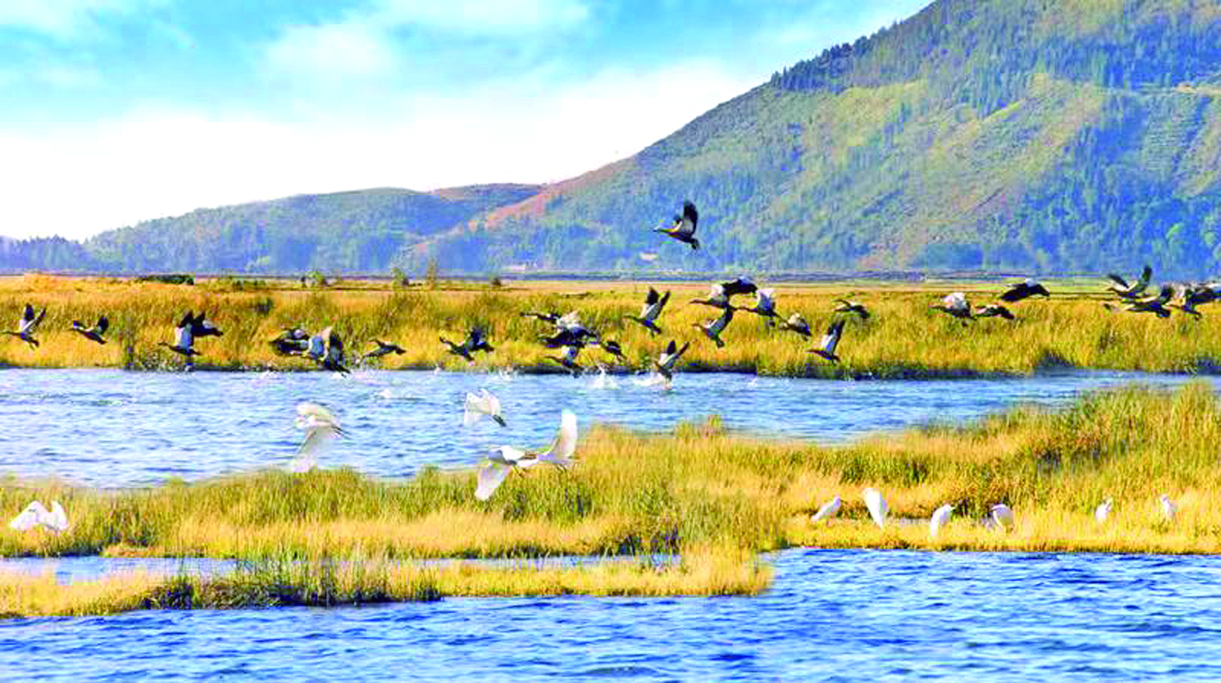 腾冲北海湿地管护局用心守护湿地生态