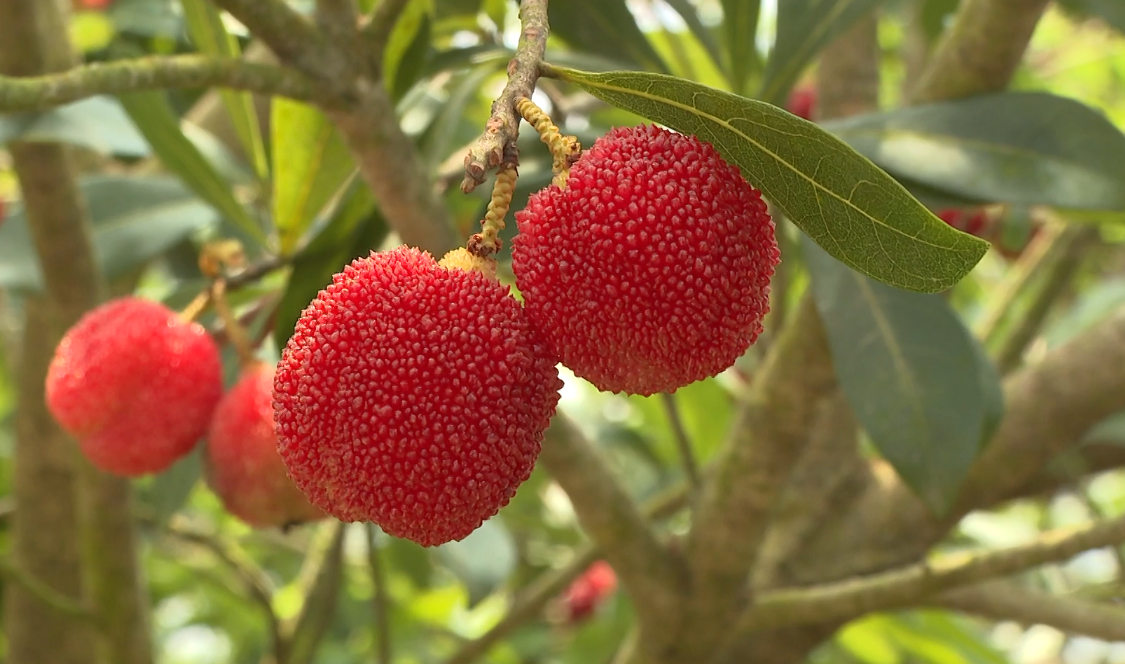 共赴梅好时光瑞安高楼17000多亩杨梅抢鲜上市