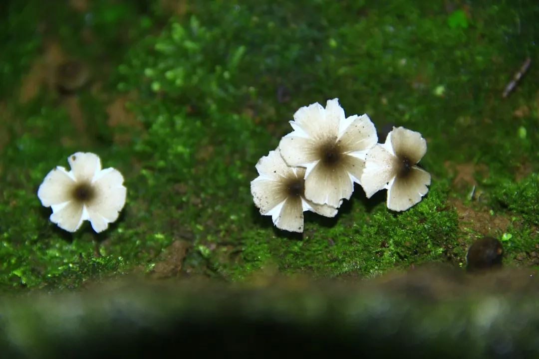 在白蚁巢附近发现的小蚁巢伞是一种与昆虫共生的真菌.
