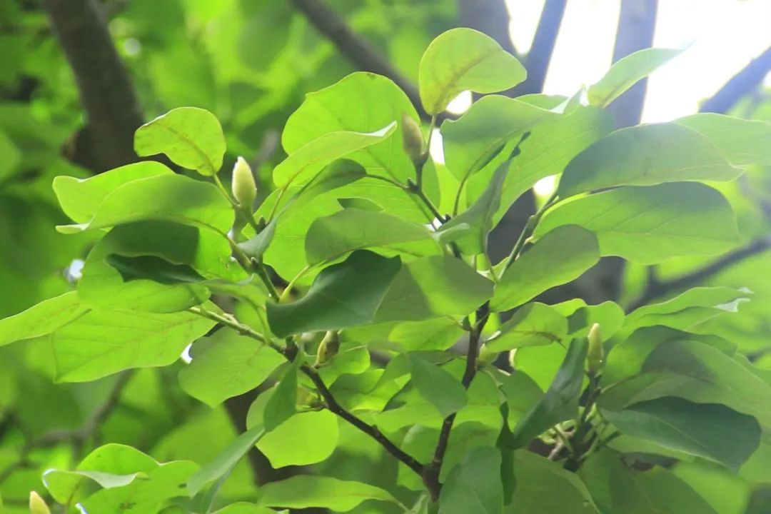 望春玉兰于次年开花的花芽3,芒种一候——"螳螂生".