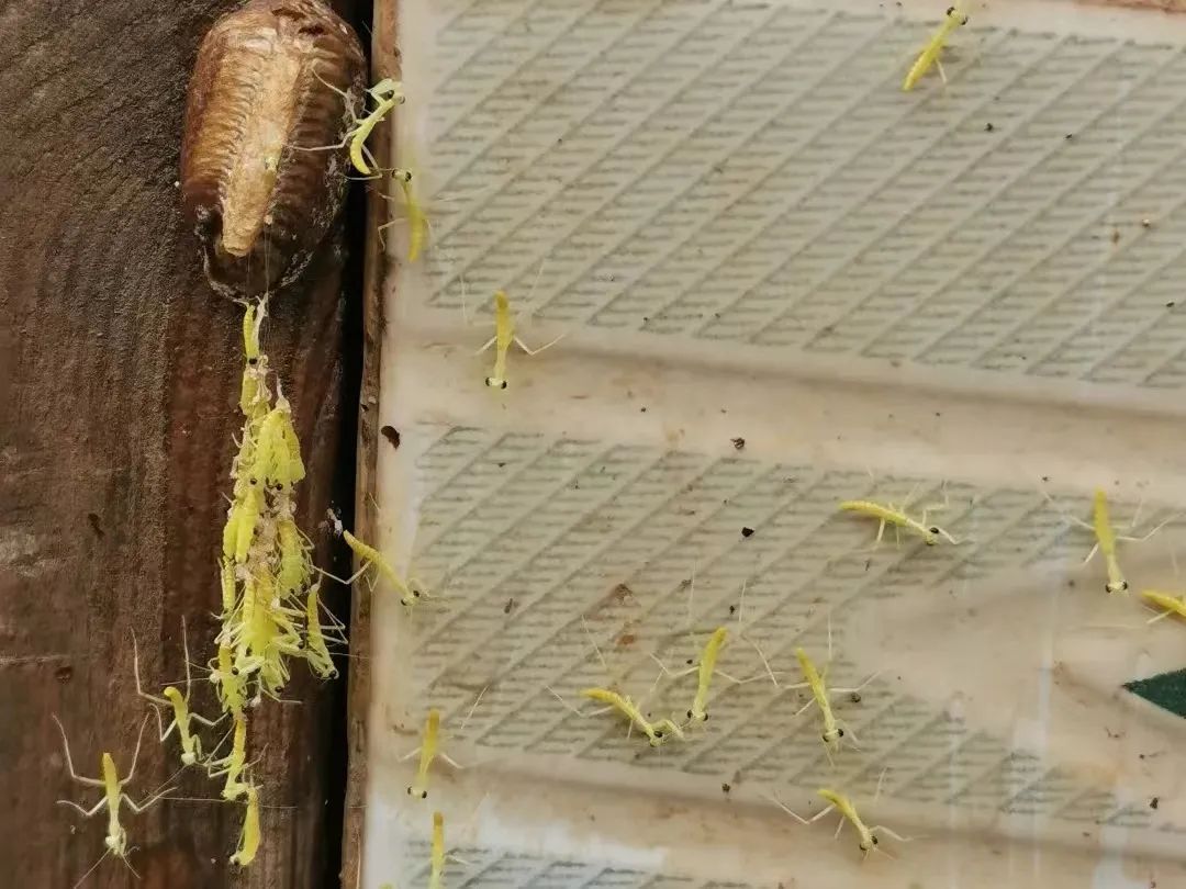 螳螂螳螂的出现说明自然为它准备好了生存的食物,螳螂以捕食各种昆虫