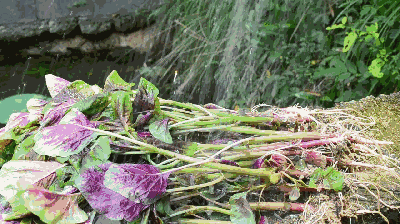 赣南人常吃的长寿菜据说夏天吃最好