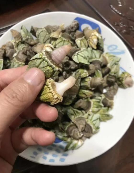 在浙江吃藤壶还以为吞了个鬼手