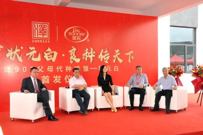 行业|科技赋能强势出圈自主可控泽润行业——首批国产品种“圣泽901”父母代种鸡雏正式批量供应…