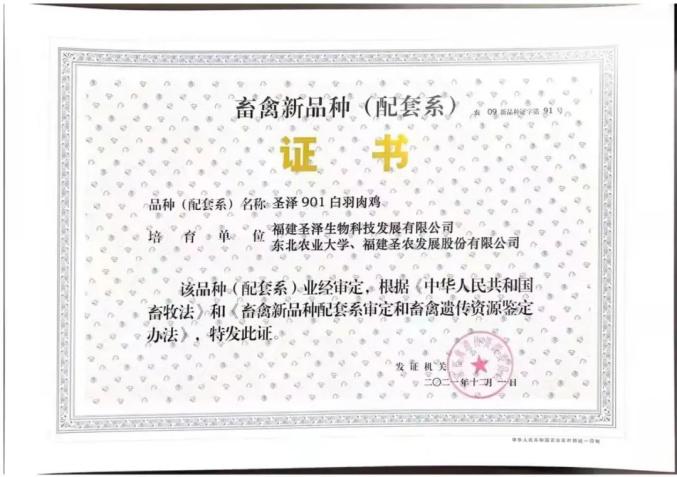 行业|科技赋能强势出圈自主可控泽润行业——首批国产品种“圣泽901”父母代种鸡雏正式批量供应…