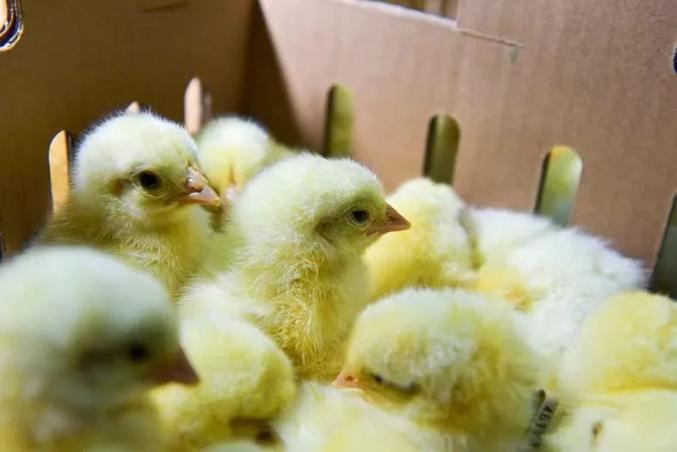 行业|科技赋能强势出圈自主可控泽润行业——首批国产品种“圣泽901”父母代种鸡雏正式批量供应…