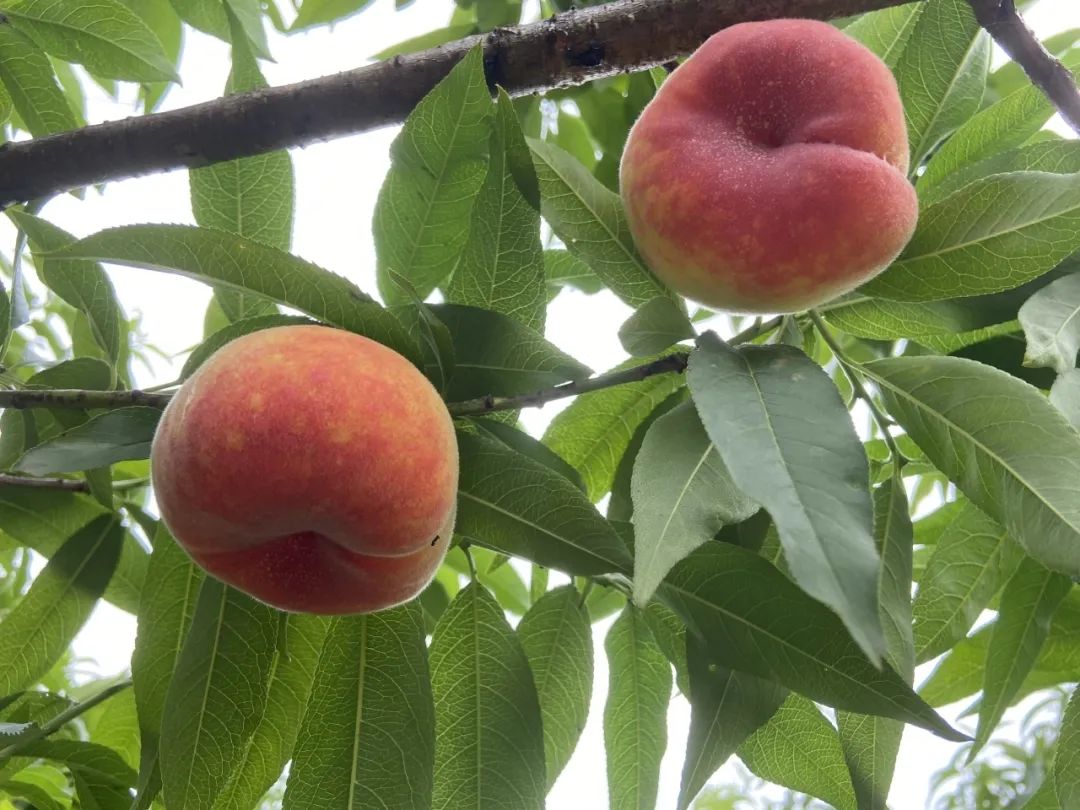 齐天大圣最爱的蟠桃上市了赶紧来尝鲜