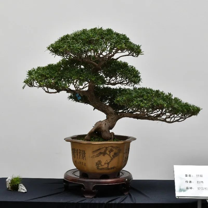 从《梦华录》聊非遗,上海植物园的海派盆景故事(上)