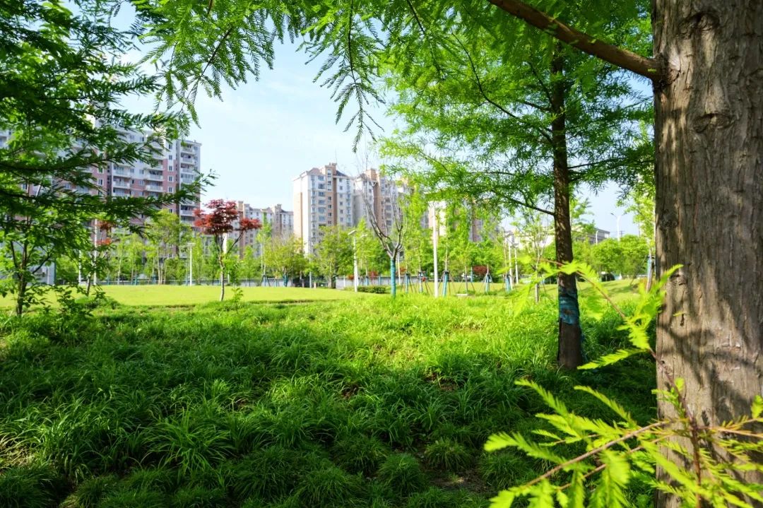 綠樹成蔭初夏的公園有驚喜闊別了一整個春天summer近日,顓橋公園,田園