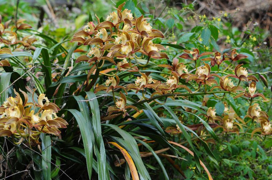 生物多样性 | 带您领略西双版纳的国家重点保护野生兰科植物之美